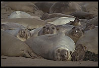 Elephant Seal Colony. Just north of the Hearst Castle. San Simeon, California.