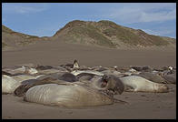 Elephant Seal Colony.  Just north of the Hearst Castle.  San Simeon, California.