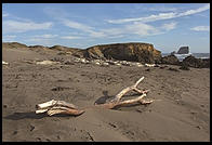 Elephant Seal Colony.  Just north of the Hearst Castle.  San Simeon, California.