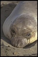 Elephant Seal Colony. Just north of the Hearst Castle. San Simeon, California.