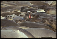 Elephant Seal Colony. Just north of the Hearst Castle. San Simeon, California.