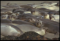 Elephant Seal Colony.  Just north of the Hearst Castle.  San Simeon, California.