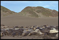 Elephant Seal Colony.  Just north of the Hearst Castle.  San Simeon, California.