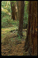 Muir Woods. California.