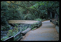 Muir Woods.  California.