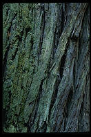 Muir Woods. California.