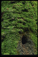 Moss.  Muir Woods, California.