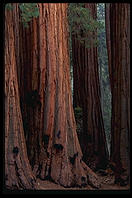 Sequoia National Park, California