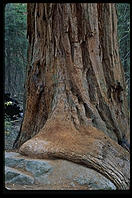 Redwood. King's Canyon National Park, California.