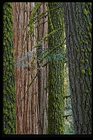 Redwoods. King's Canyon National Park, California.