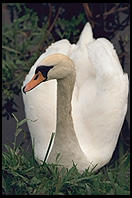 Swans on the River Boyne.  North of Dublin, Ireland.