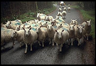 Sheep in the Wicklow Mountains south of Dublin, Ireland.