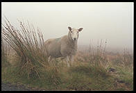 Sheep along the Military Road (R115) in the Wicklow Mountains, south of Dublin, Ireland.