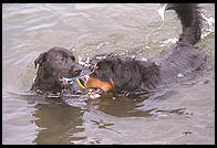 Bernese Mountain Dog and Labrador. Seattle, Washington.