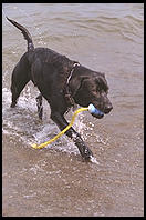 Chocolate Labrador Retriever