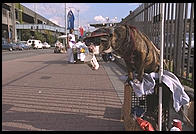 Dog begging (with a Starbucks cup) for his master.  Seattle, Washington