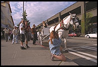 Woman photograhing a horse on the waterfront.  Seattle, Washington