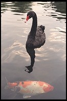 Black Swan. Garden. National Palace Museum. Taipei, Taiwan