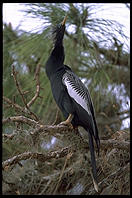 Venice Rookery.  SW Florida