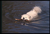 Alex swimming in Vermont.