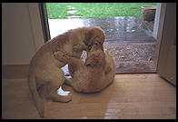 Edward Tufte's Golden Retriever puppies, Anna and Zerlina, 15 weeks old