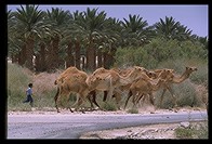 Camels owned by Bedouin tribe in Israel