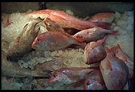 Fish on ice.  Fulton Fish Market.  Manhattan 1994 (pre burning).