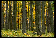 Maple trees near Peacham, Vermont