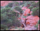 Digital photo titled olgas-tree