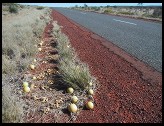 Digital photo titled roadside-vegetation