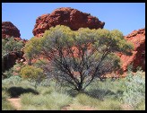 Digital photo titled tree-and-mesa