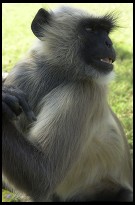 Digital photo titled ape-looking-right-at-akbars-tomb