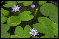 Digital photo titled royal-palace-water-garden