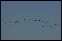 Digital photo titled keoladeo-ghana-flock-dirt-on-sensor