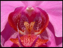 Digital photo titled orchid-straight