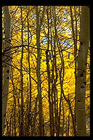 Aspens.  Colorado.