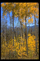 Aspens.  Colorado.