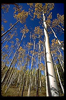 Aspens.  Colorado.