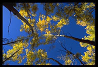 Aspens.  Colorado.