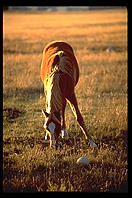 Horse.  Colorado.