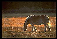 Horse.  Colorado.