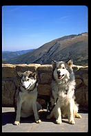 Raven and Kiva, Malamutes of Distinction.  Rocky Mountain National Park, Colorado.