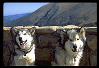 Raven and Kiva, Malamutes of Distinction.  Rocky Mountain National Park, Colorado.