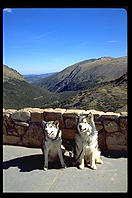 Raven and Kiva, Malamutes of Distinction.  Rocky Mountain National Park, Colorado.