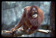 Orangutan.  Audubon Zoo.  New Orleans, Louisiana. 