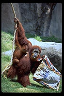 Orangutan.  Audubon Zoo.  New Orleans, Louisiana. 