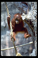 Orangutan.  Audubon Zoo.  New Orleans, Louisiana. 