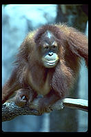 Orangutan. Audubon Zoo. New Orleans, Louisiana. 