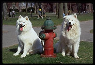 Alex and Sammmy. Harvard Yard 1998