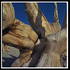 Ancient Bristlecone Pine Forest.  California's White Mountains.